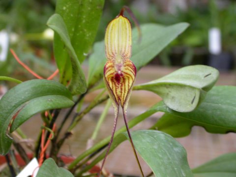 Masdevallia manoloi