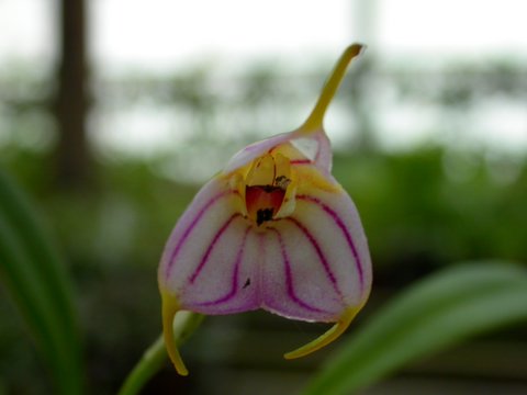 Masdevallia rimarima alba