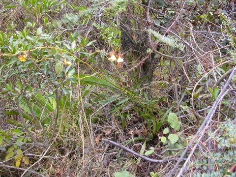 Oncidium bicolor