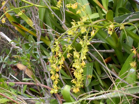 Epidendrum sp.