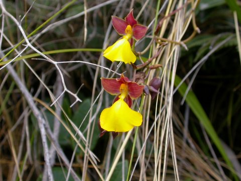 Oncidium bicolor