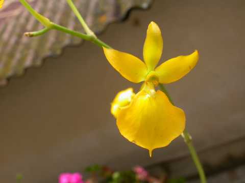 Oncidium aureum