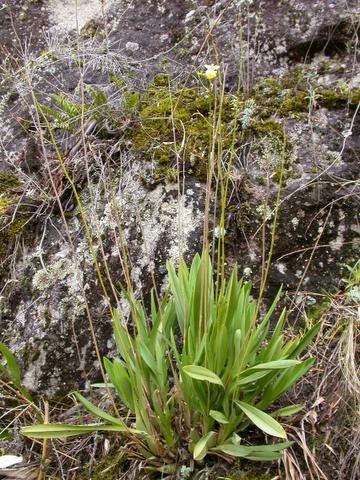 O.aureum