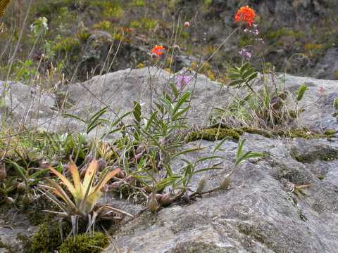 orchids on a rock