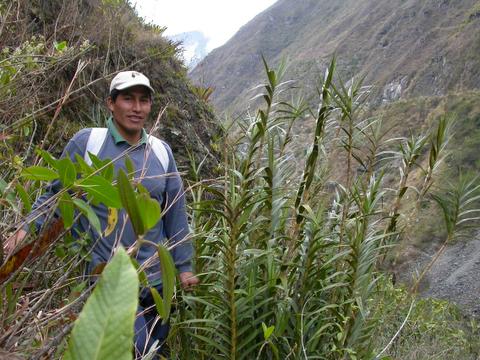 Epidendrum sp. with Saul