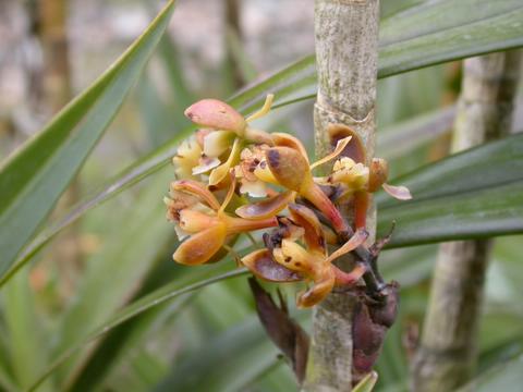 the flowers of the Epi. 