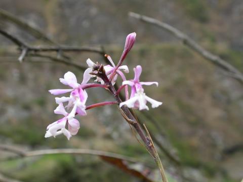 Epidendrum funkii